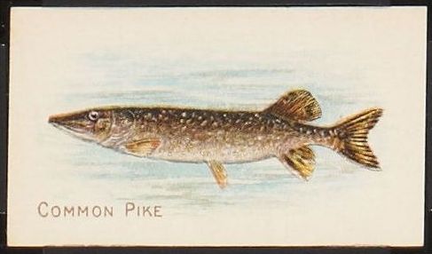 Common Pike